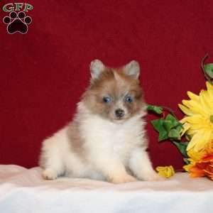 Tadita, Pomeranian Puppy